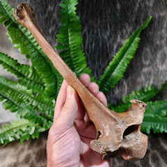 Bison Fossil Vertebrae G