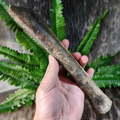 Bison Fossil Leg Bone F