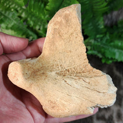 Cave Bear Jaw Segment C