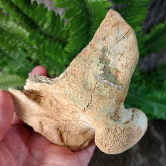 Cave Bear Jaw Segment C