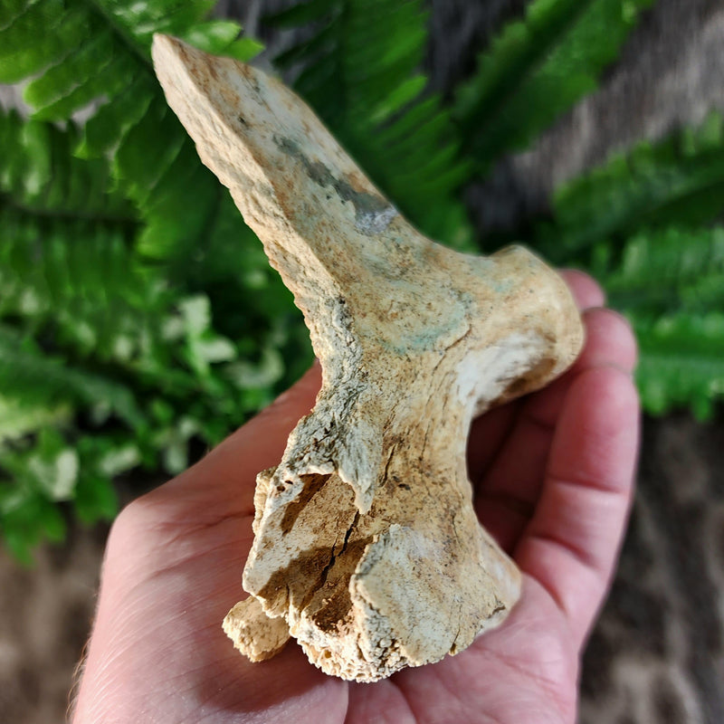 Cave Bear Jaw Segment C