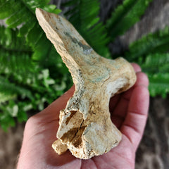 Cave Bear Jaw Segment C