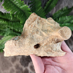 Cave Bear Jaw Segment D