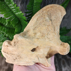 Cave Bear Jaw Segment E