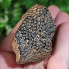 Crocodilian Fossil Jaw Bone