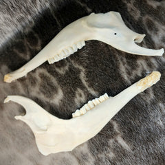 Blesbok Antelope Jaws