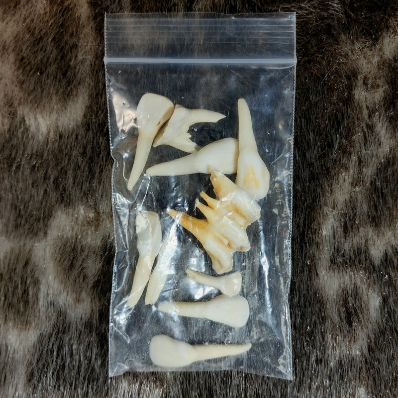 Cow Teeth Bag