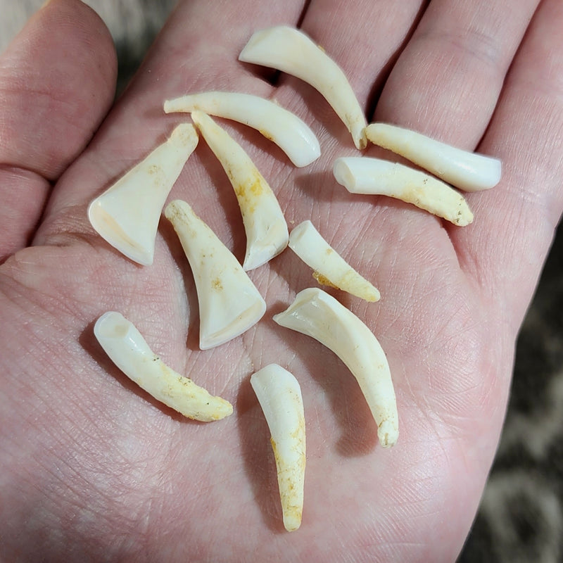 Blesbok Tooth Pack