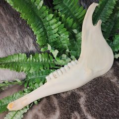 Impala Jaw (Mandible)