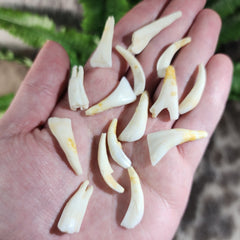 Impala Teeth Pack