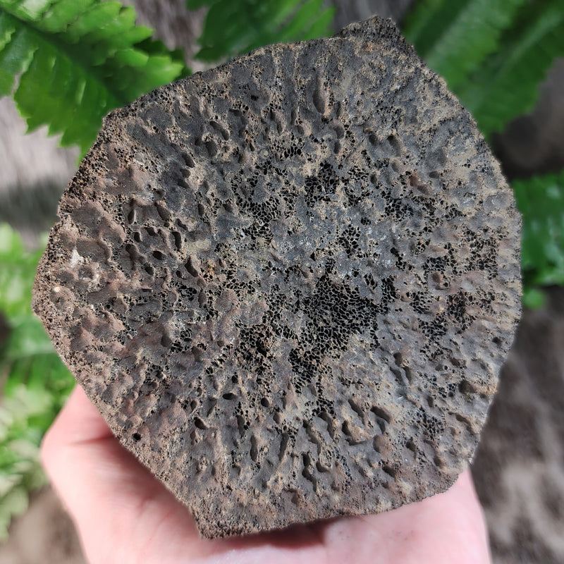 Fossil Whale Vertebrae F