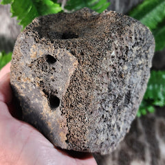 Fossil Whale Vertebrae F