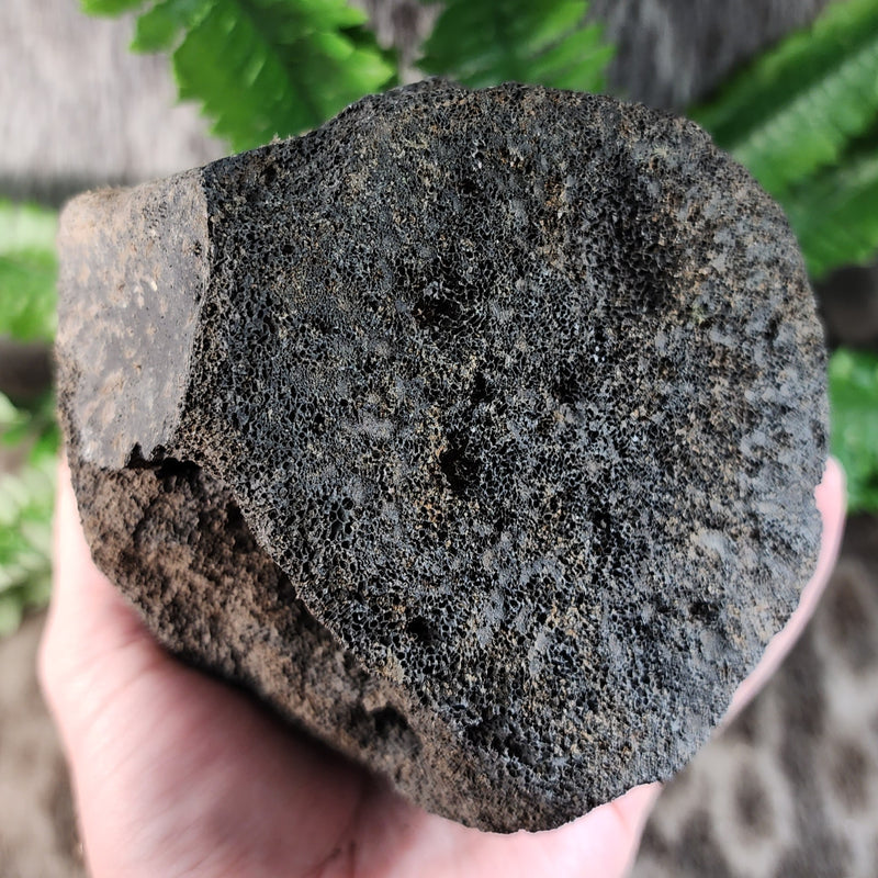 Fossil Whale Vertebrae F