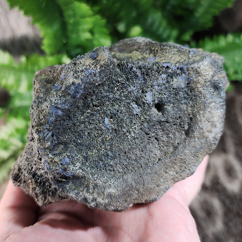 Fossil Whale Vertebrae G