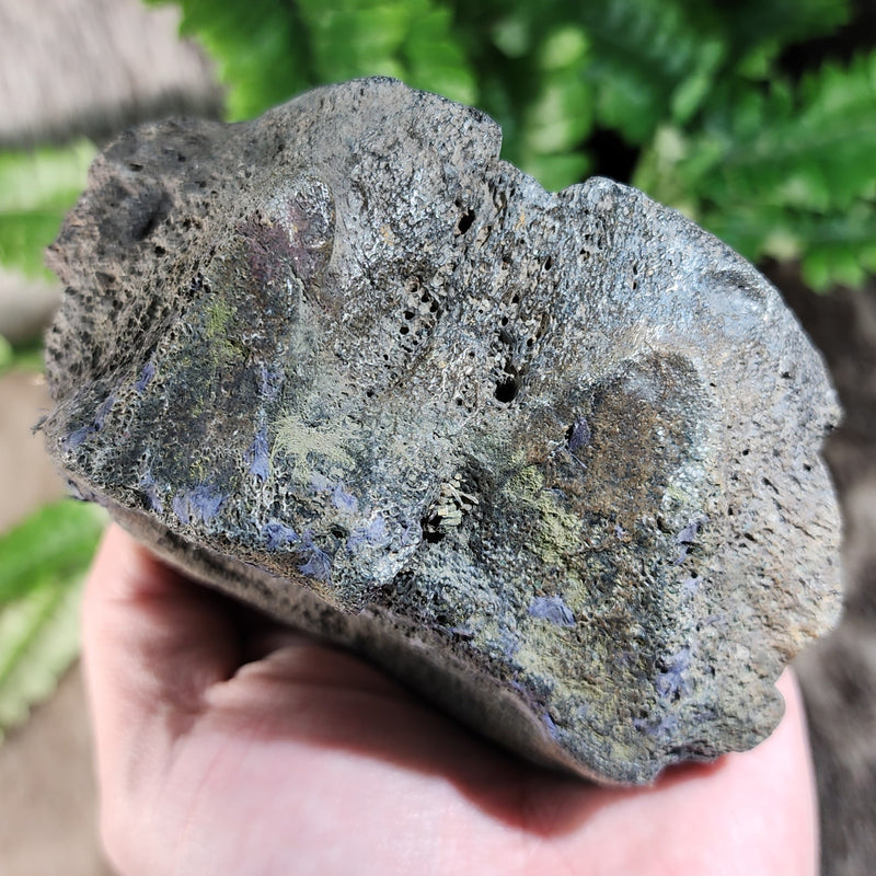 Fossil Whale Vertebrae G