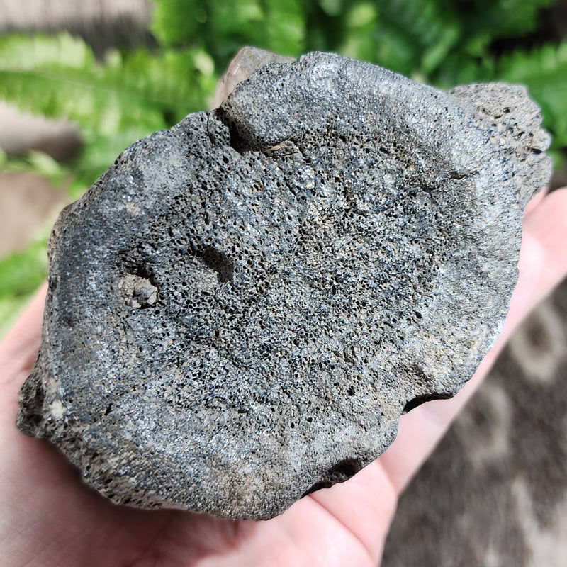 Fossil Whale Vertebrae G