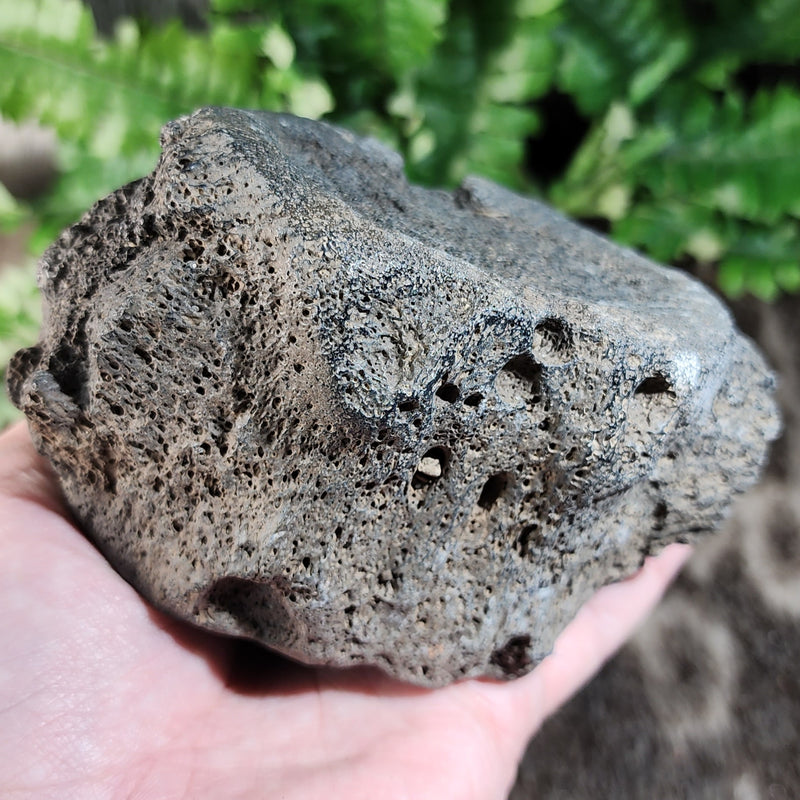 Fossil Whale Vertebrae G