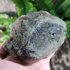 Fossil Whale Vertebrae G