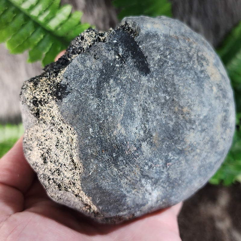 Fossil Whale Vertebrae H