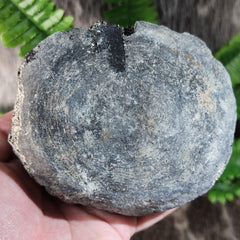 Fossil Whale Vertebrae H