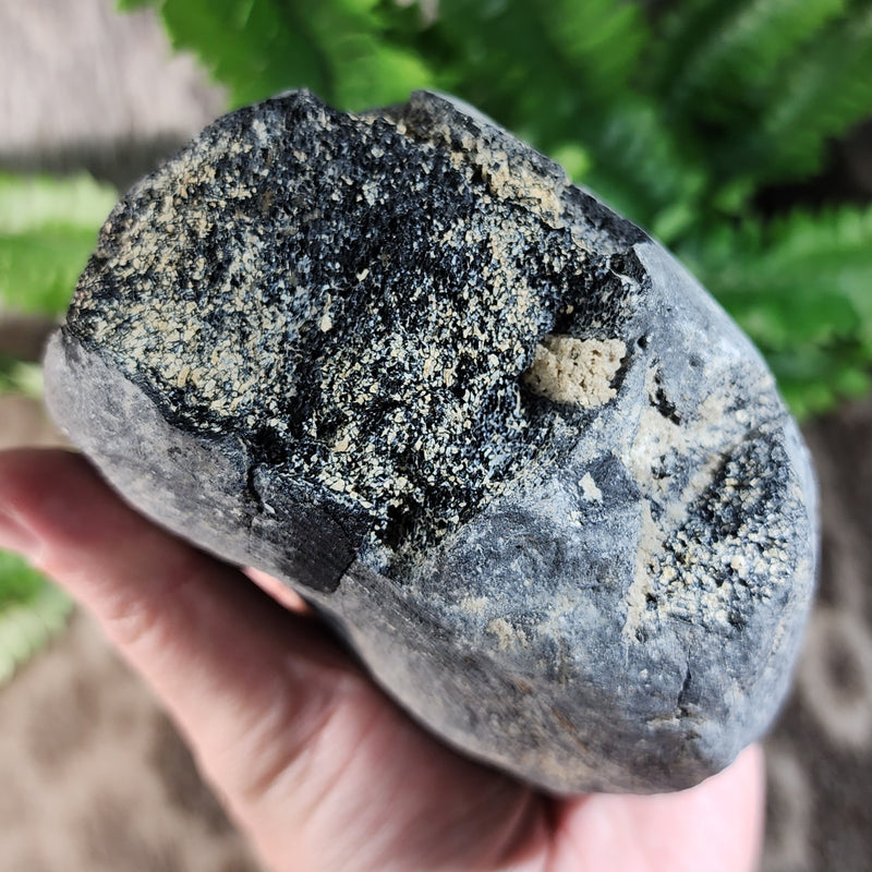 Fossil Whale Vertebrae H