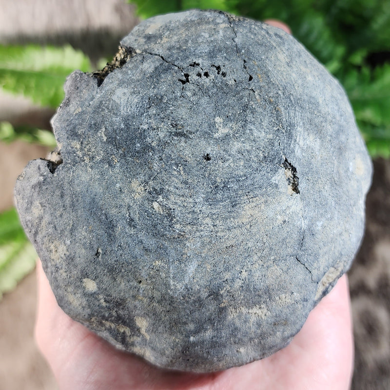 Fossil Whale Vertebrae H