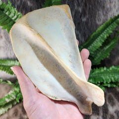 Eastern Timber Wolf Shoulder Blade