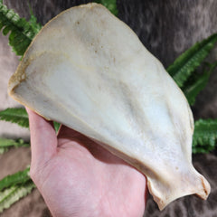 Eastern Timber Wolf Shoulder Blade