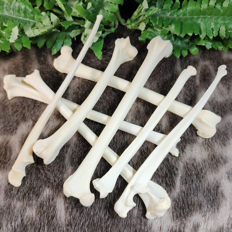 Canadian Lynx Leg Bones