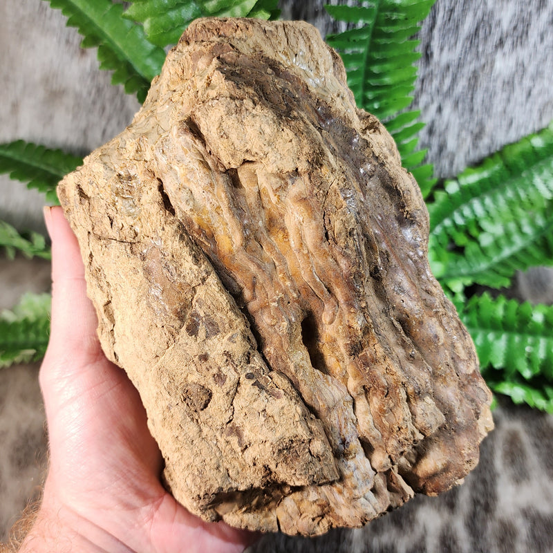 Sumatran Petrified Wood & Amber, XL A (7")