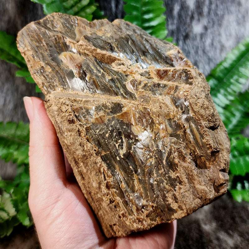 Sumatran Petrified Wood & Amber, XL B (5.5")