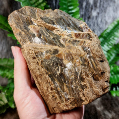 Sumatran Petrified Wood & Amber, XL B (5.5