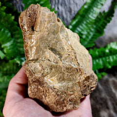 Sumatran Petrified Wood & Amber, XL C (4
