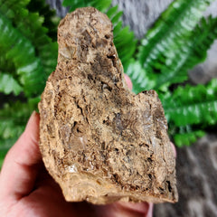 Sumatran Petrified Wood & Amber, XL C (4