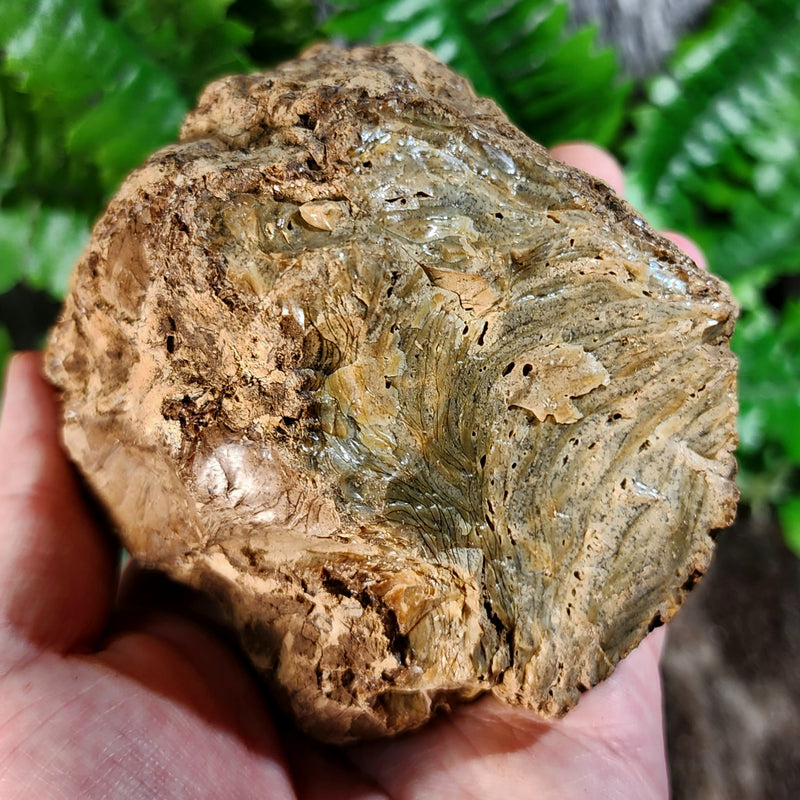 Sumatran Petrified Wood & Amber, XL C (4")