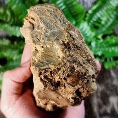 Sumatran Petrified Wood & Amber, XL C (4