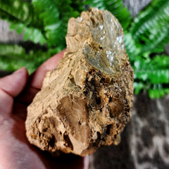 Sumatran Petrified Wood & Amber, XL C (4