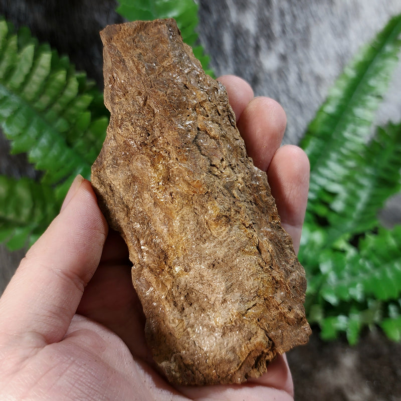 Sumatran Petrified Wood & Amber, XL D (4")