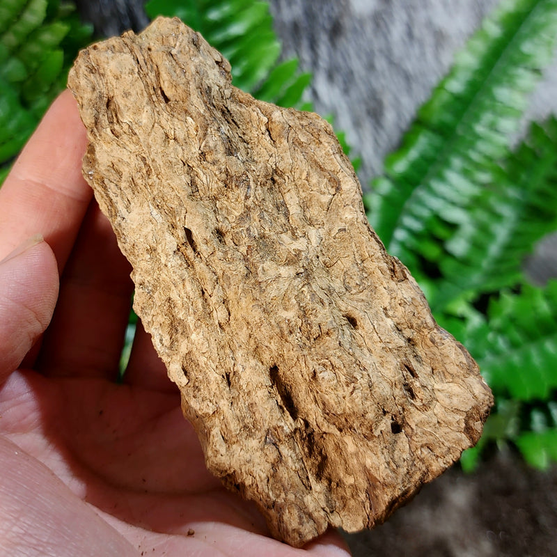 Sumatran Petrified Wood & Amber, XL D (4")