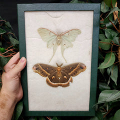 Vintage Moth Frame