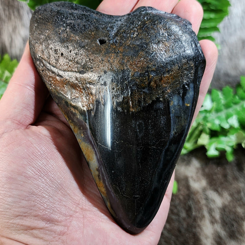 Megalodon Tooth I (5")