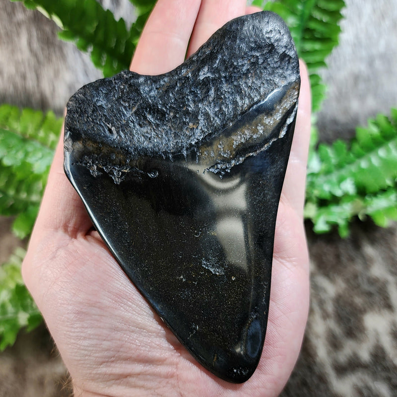 Megalodon Tooth I (5")