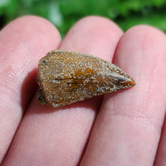 Majungasaurus Dinosaur Tooth C (.85