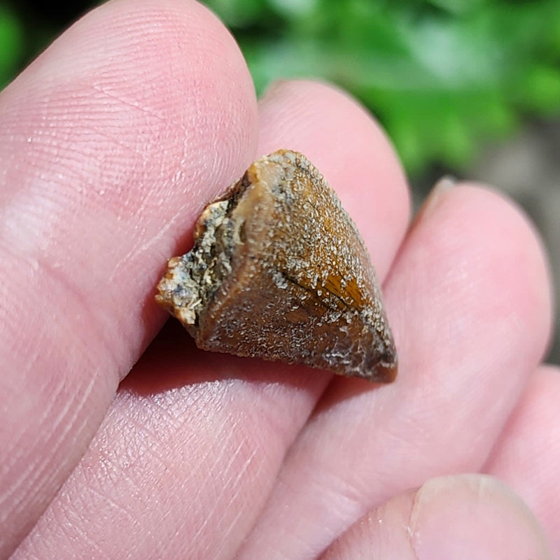 Majungasaurus Dinosaur Tooth C (.85")