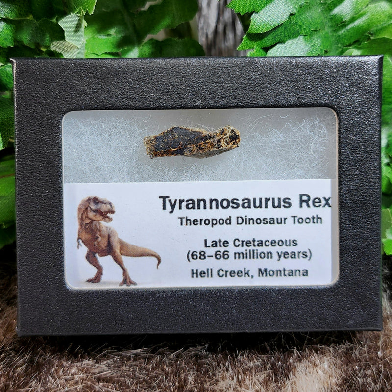 Tyrannosaurus Rex Tooth G (1")