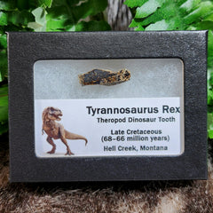 Tyrannosaurus Rex Tooth G (1