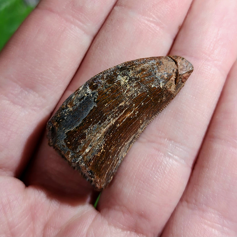 Carcharodontosaurus Dinosaur Tooth N (1.4")