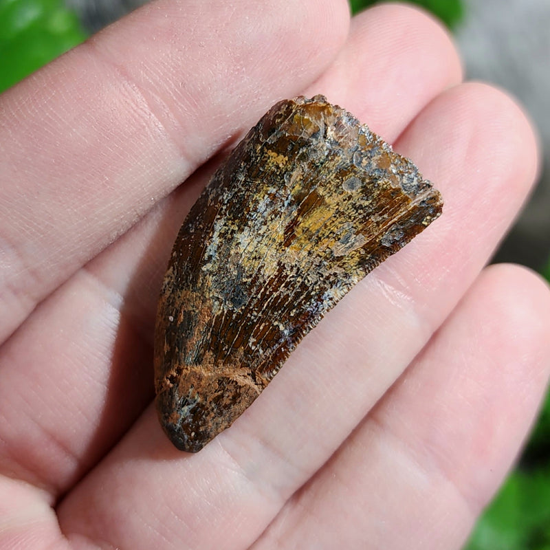 Carcharodontosaurus Dinosaur Tooth N (1.4")