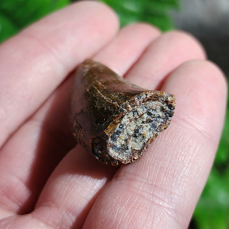 Carcharodontosaurus Dinosaur Tooth N (1.4")