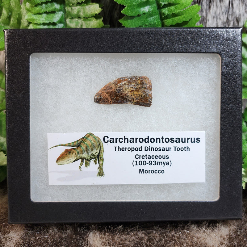 Carcharodontosaurus Dinosaur Tooth N (1.4")